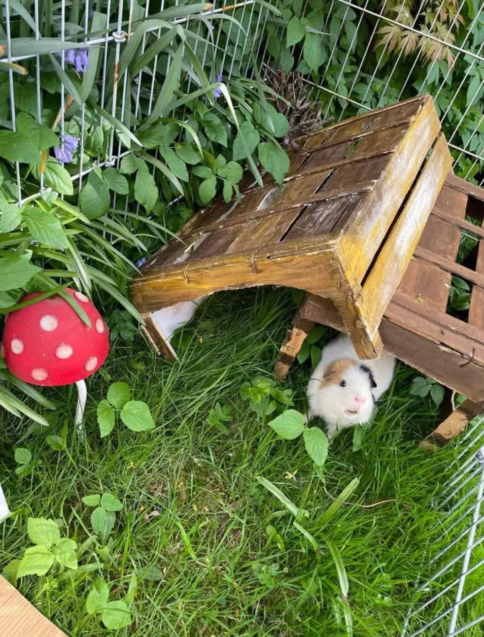 GuineaLand Small Pet Hotel - Liverpool pet otel