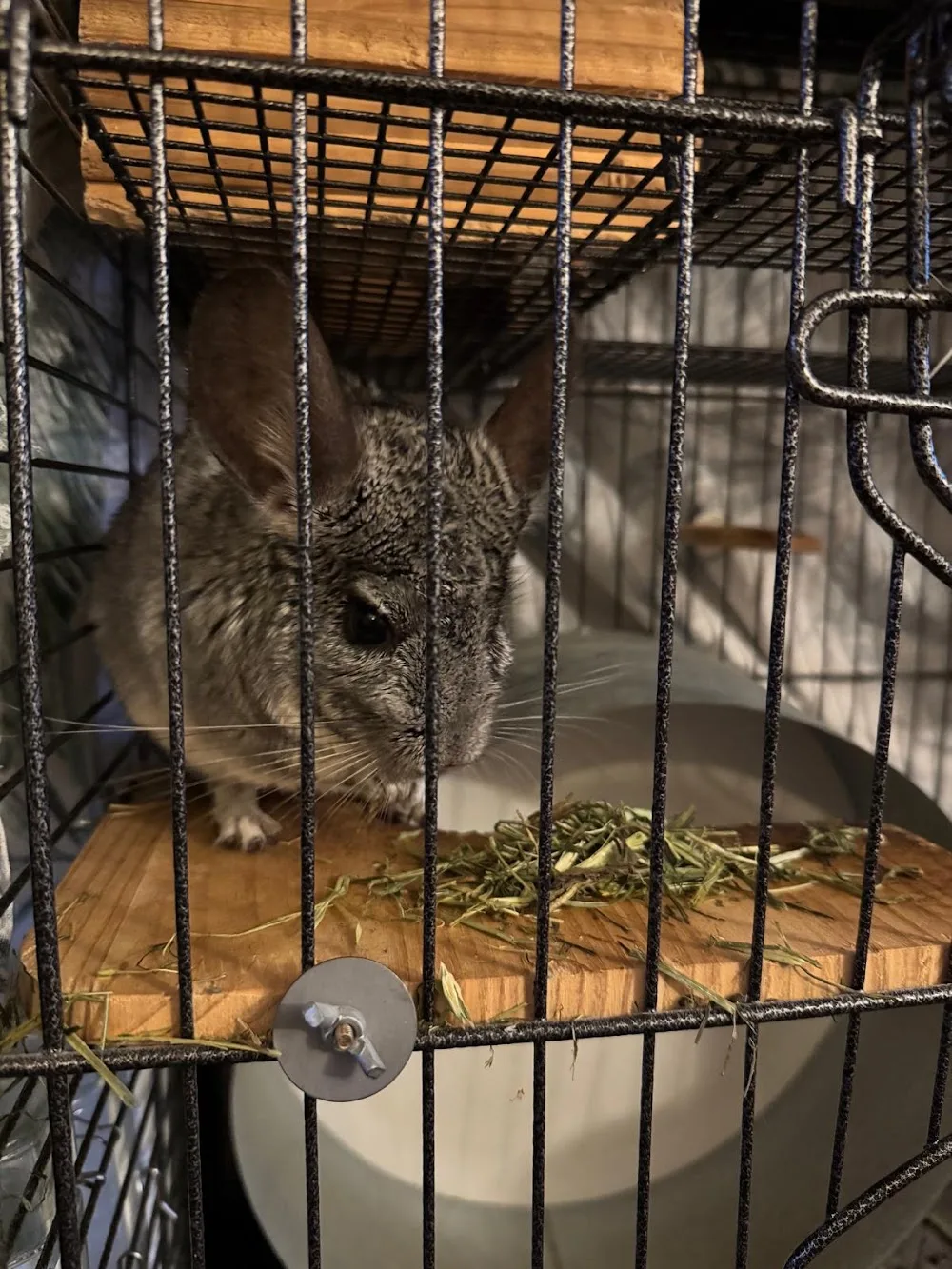 GuineaLand Small Pet Hotel - Liverpool pet otel görseli 3