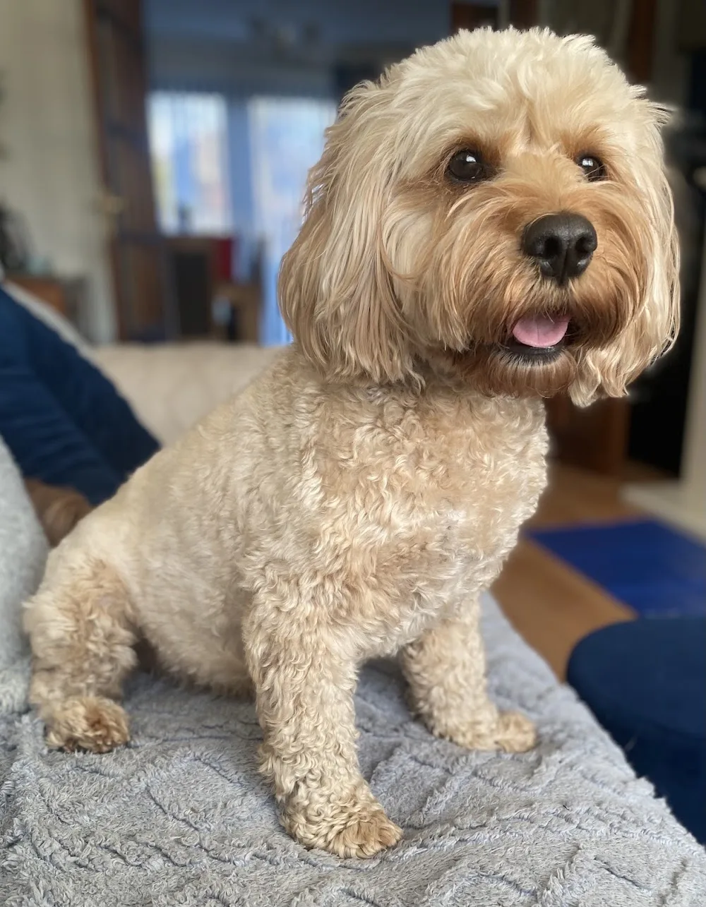 Happy Doggy Home Boarding - Liverpool pet otel