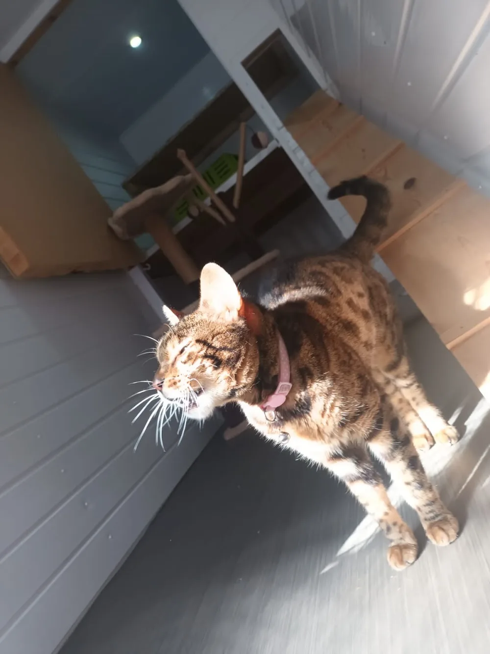 L9 CATTERY - Liverpool pet otel görseli 2