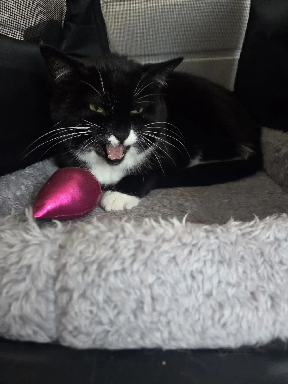 L9 CATTERY - Liverpool pet otel görseli 3