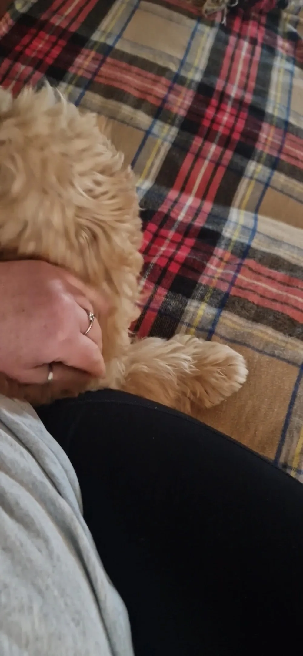 Leannes Doggy B&B - Liverpool pet otel