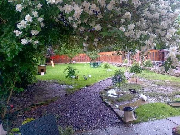 LINGFIELD LUXURY CATTERY. "FAB" Listed. Members of International Cat Care! - Liverpool pet otel görseli 2