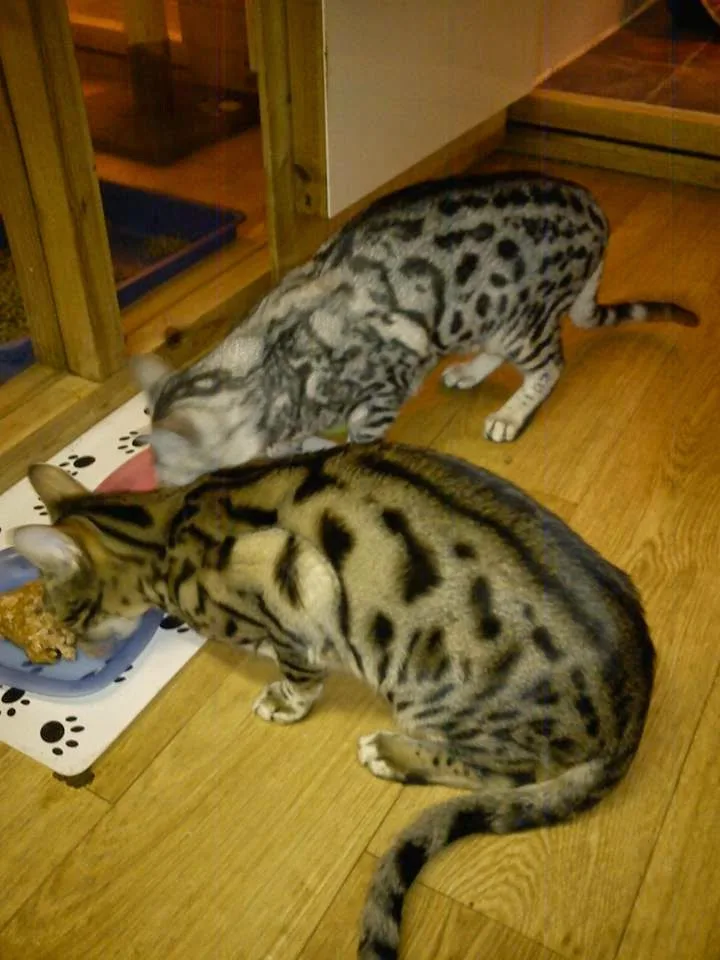 LINGFIELD LUXURY CATTERY. "FAB" Listed. Members of International Cat Care! - Liverpool pet otel görseli 3