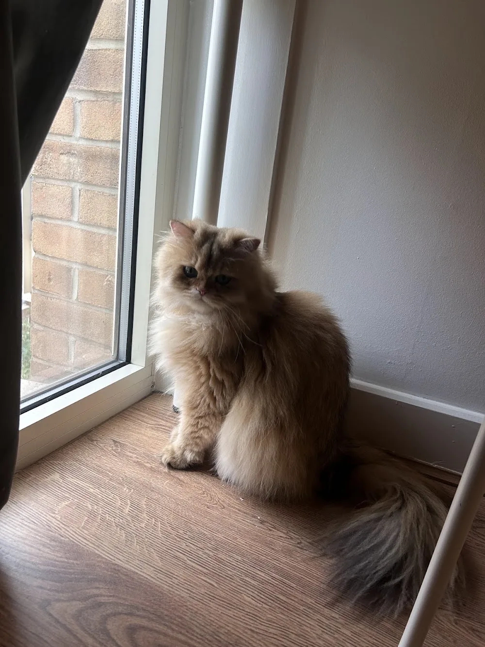 Luna Cats Cattery - Liverpool pet otel görseli 2