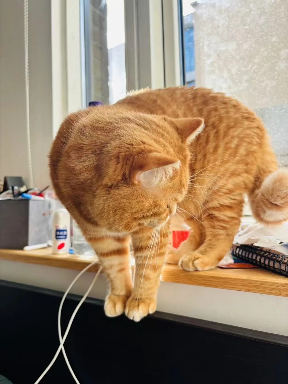 Luna Cats Cattery - Liverpool pet otel görseli 3