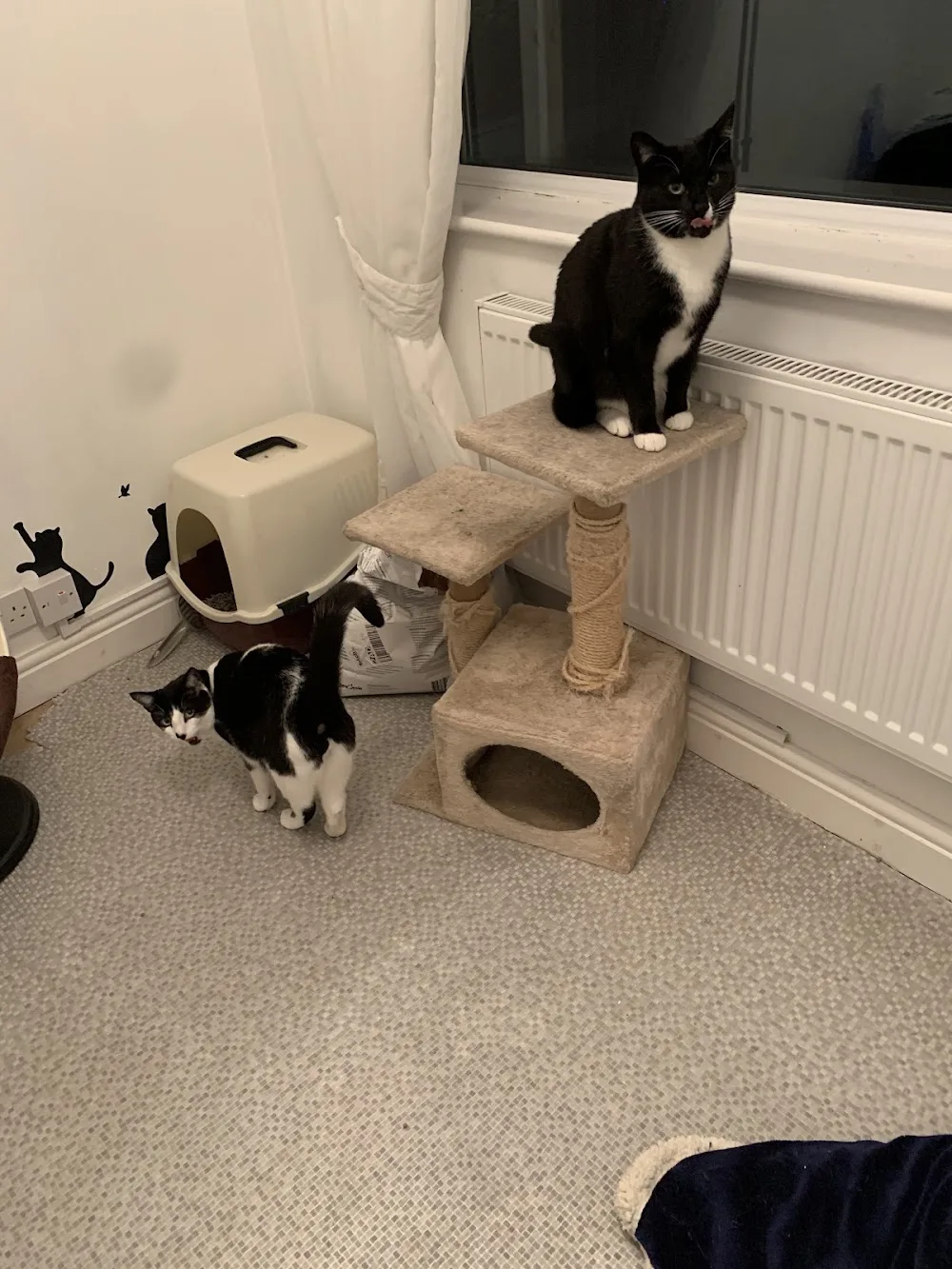 Milford Miews Cattery - Liverpool pet otel görseli 3