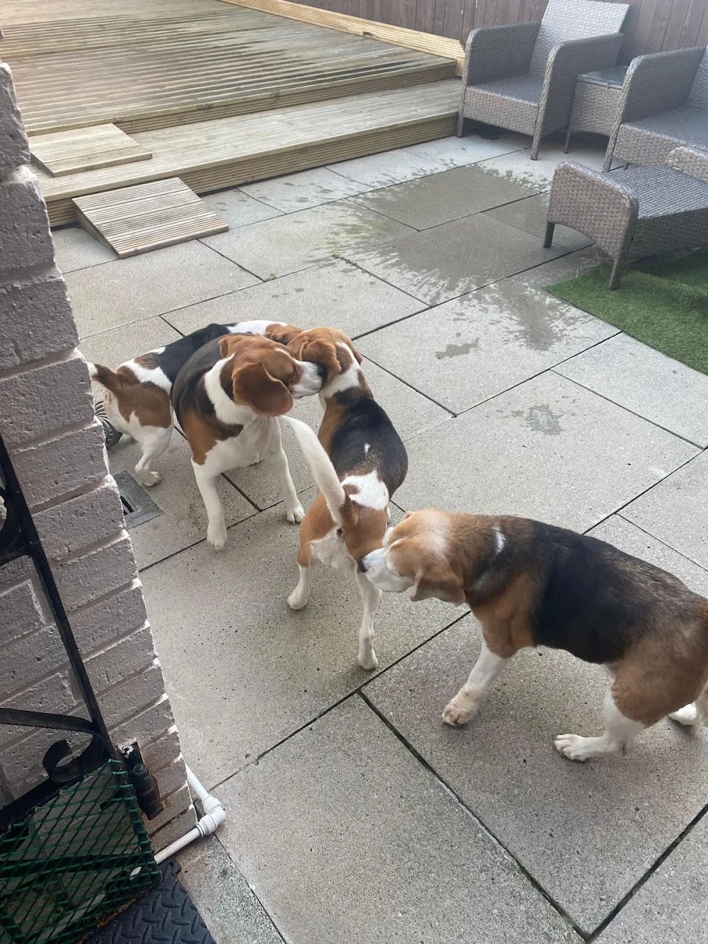 Never Lonely Dog Boarding - Liverpool pet otel görseli 3