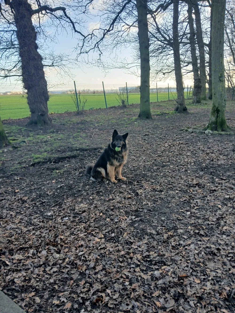 Park Cottage Boarding Kennels - Liverpool pet otel görseli 3