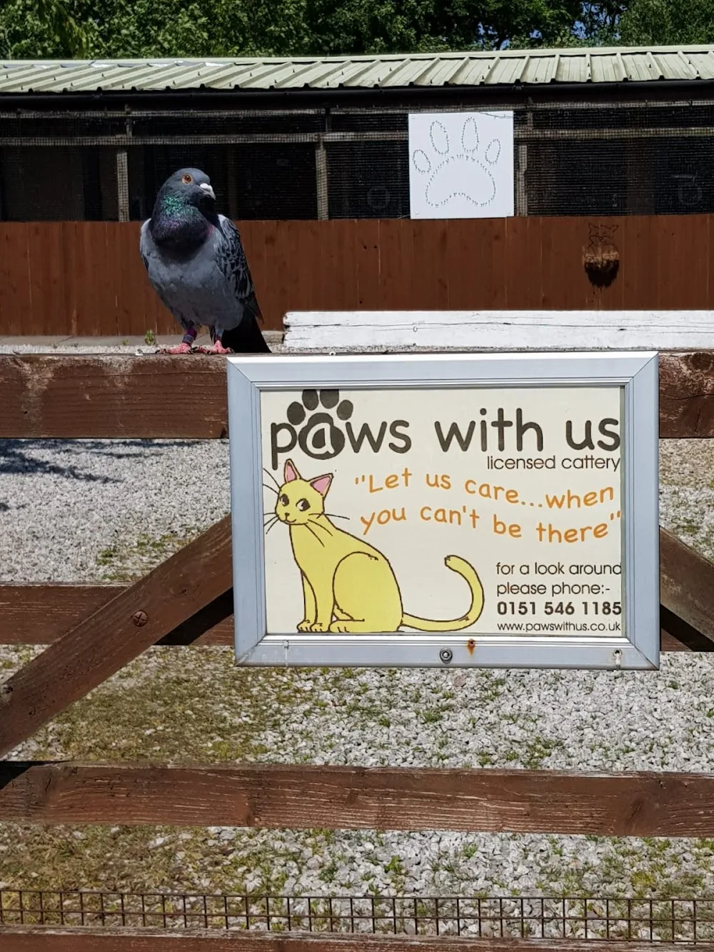 Paws With Us Cattery - Liverpool pet otel görseli 2