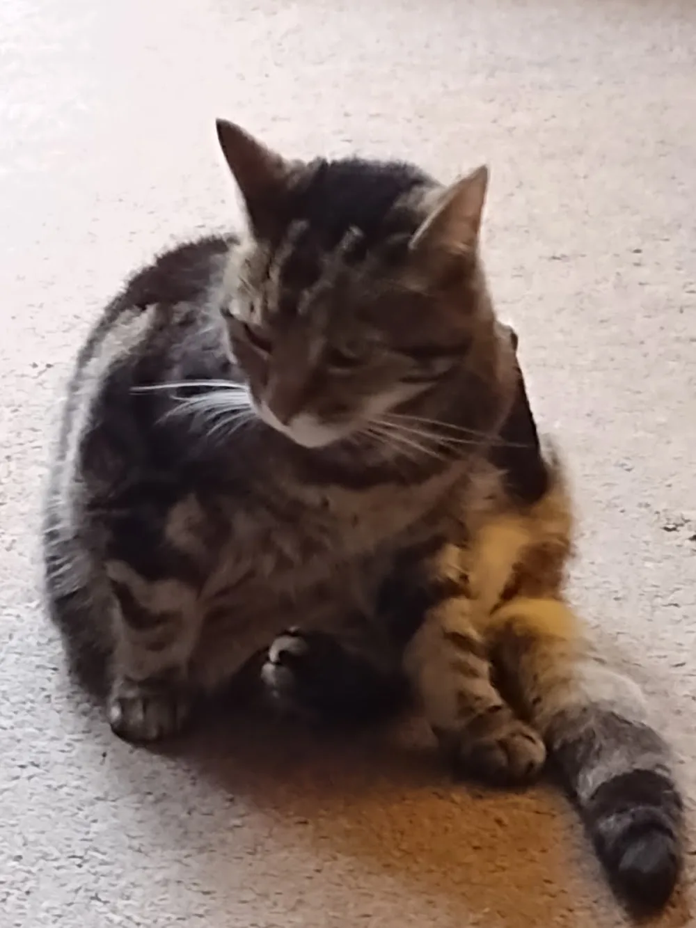 Paws With Us Cattery - Liverpool pet otel görseli 3