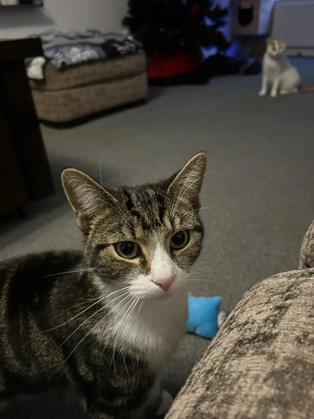 The Cat Butler Wirral - Cat Sitting Service, Cattery Alternative - Liverpool pet otel görseli 2