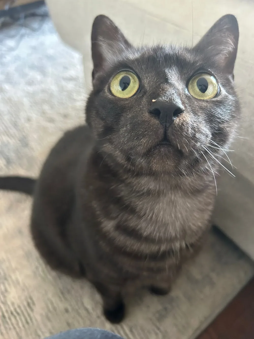 The Cat Butler Wirral - Cat Sitting Service, Cattery Alternative - Liverpool pet otel görseli 3