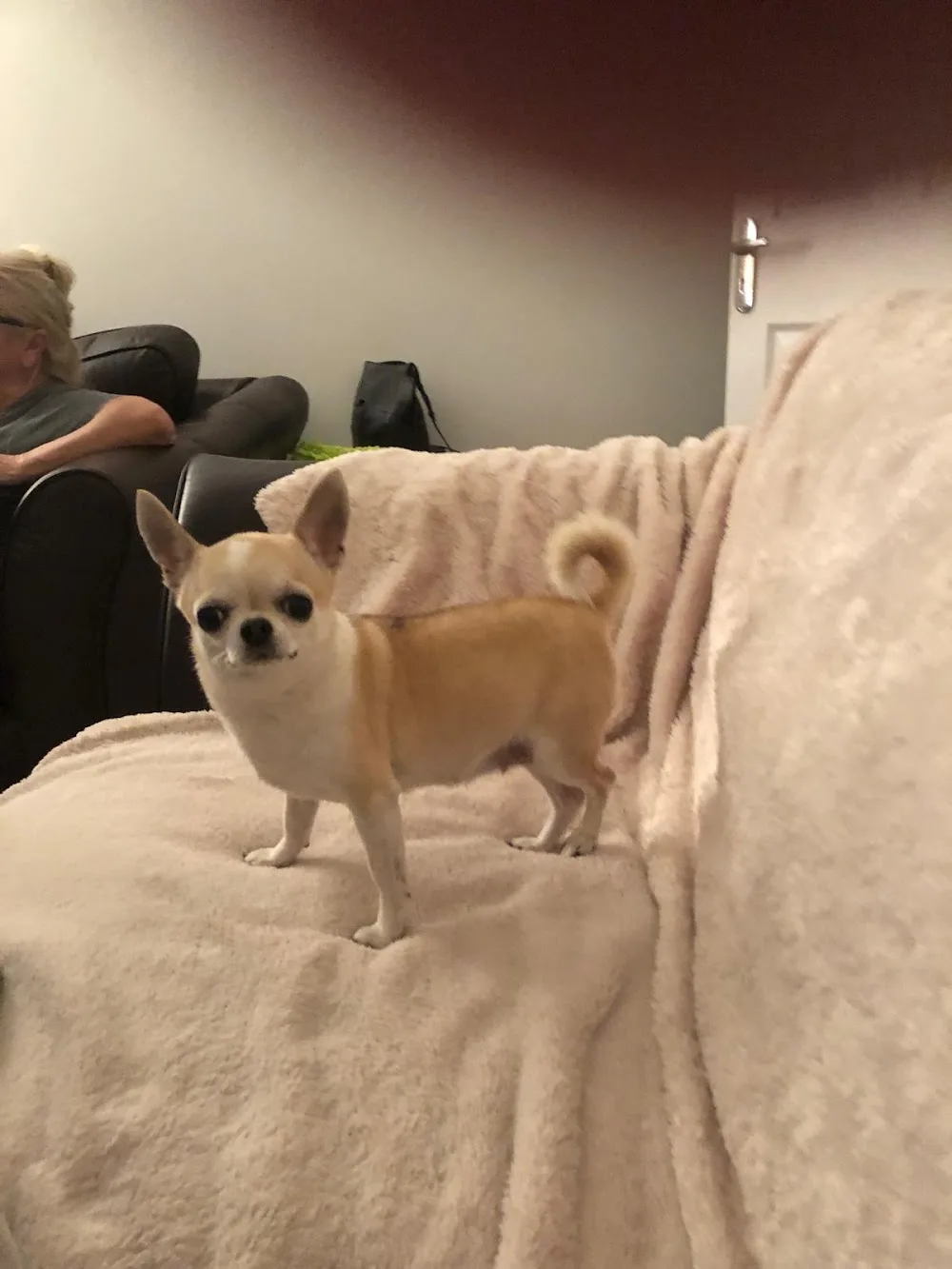 Tiny Dog Hotel - Liverpool pet otel görseli 2