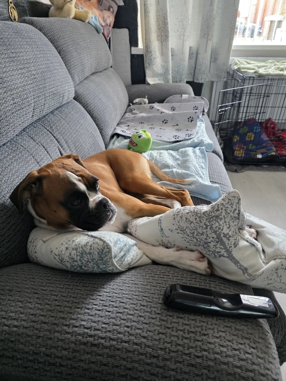 Bailey's Buddies Newport - Newport pet otel görseli 3