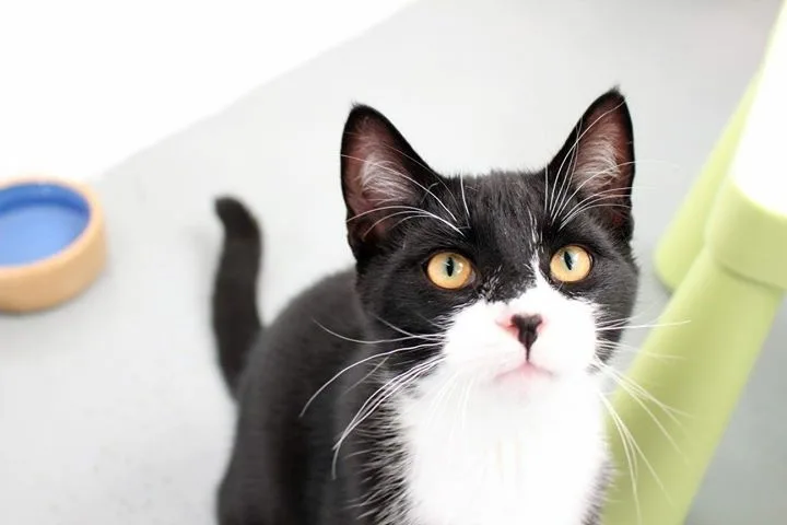Becks Boarding Cattery - Portsmouth pet otel