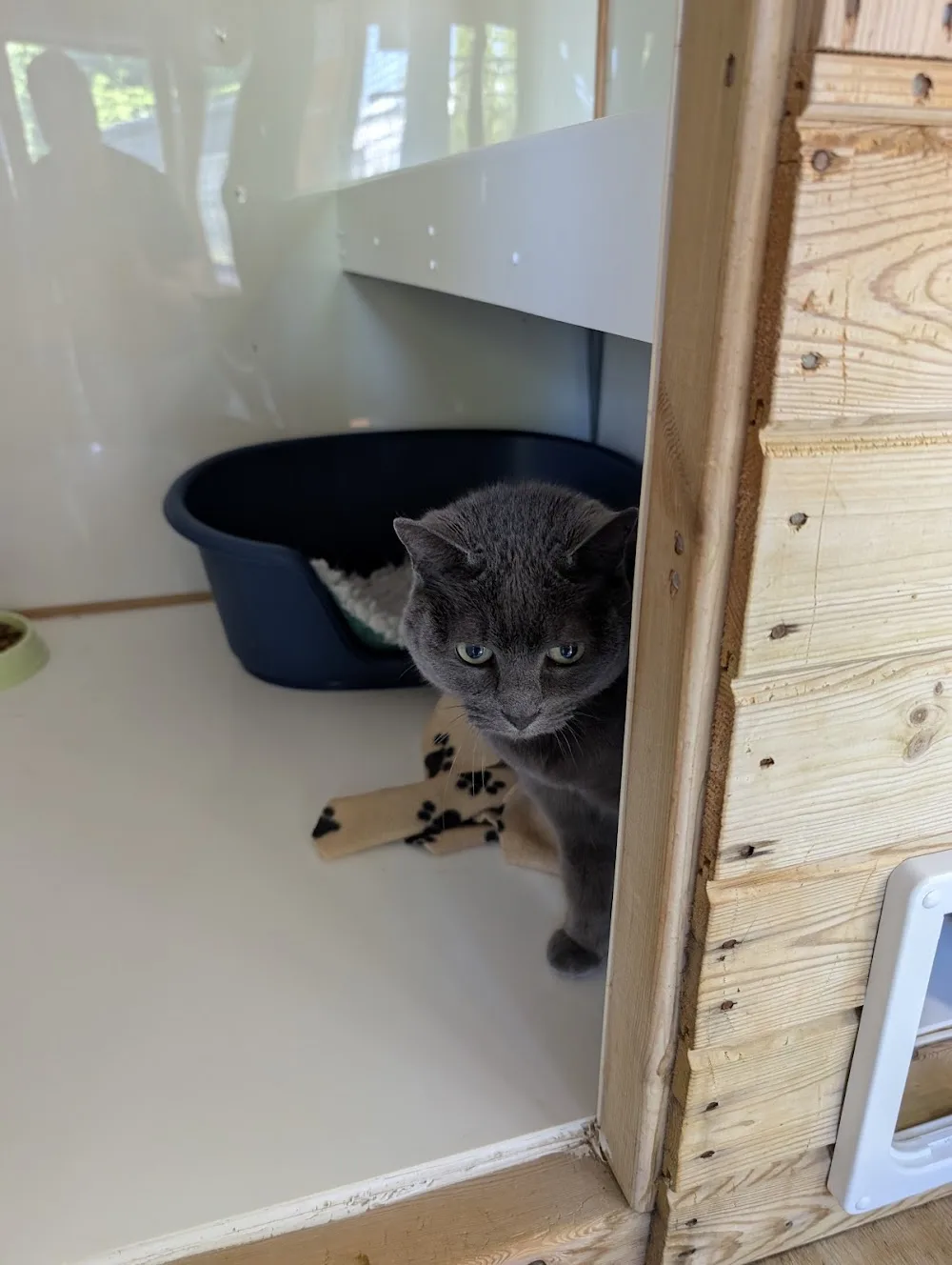 Cuddles Cattery - Portsmouth pet otel
