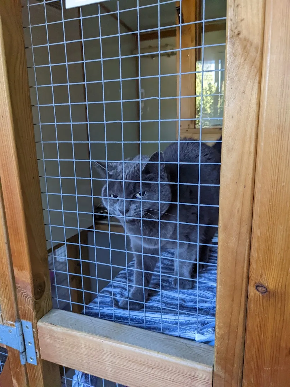 Cuddles Cattery - Portsmouth pet otel görseli 3