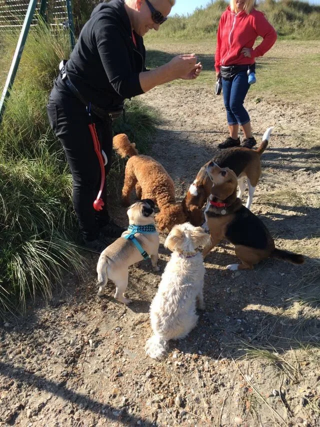 Holiday Hounds - Portsmouth pet otel