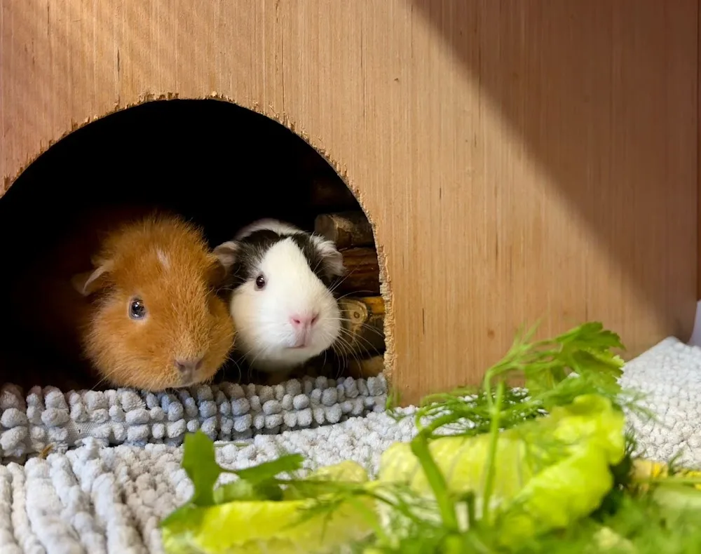 Nibbles Lodge Rabbit & Guinea Pig Boarding - Portsmouth pet otel görseli 3