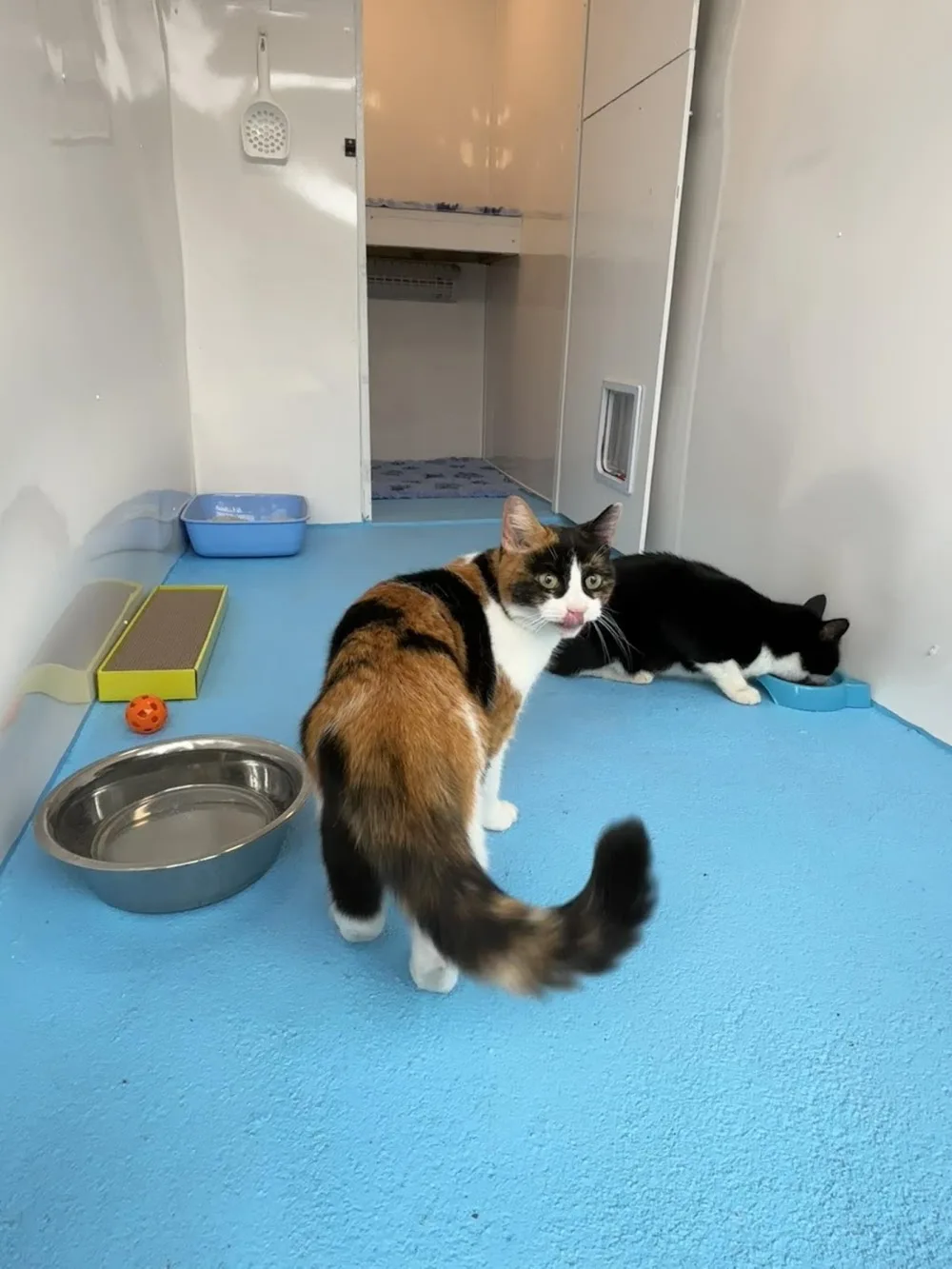 Paces and Paws - Cattery & Pet Services - Portsmouth pet otel görseli 3