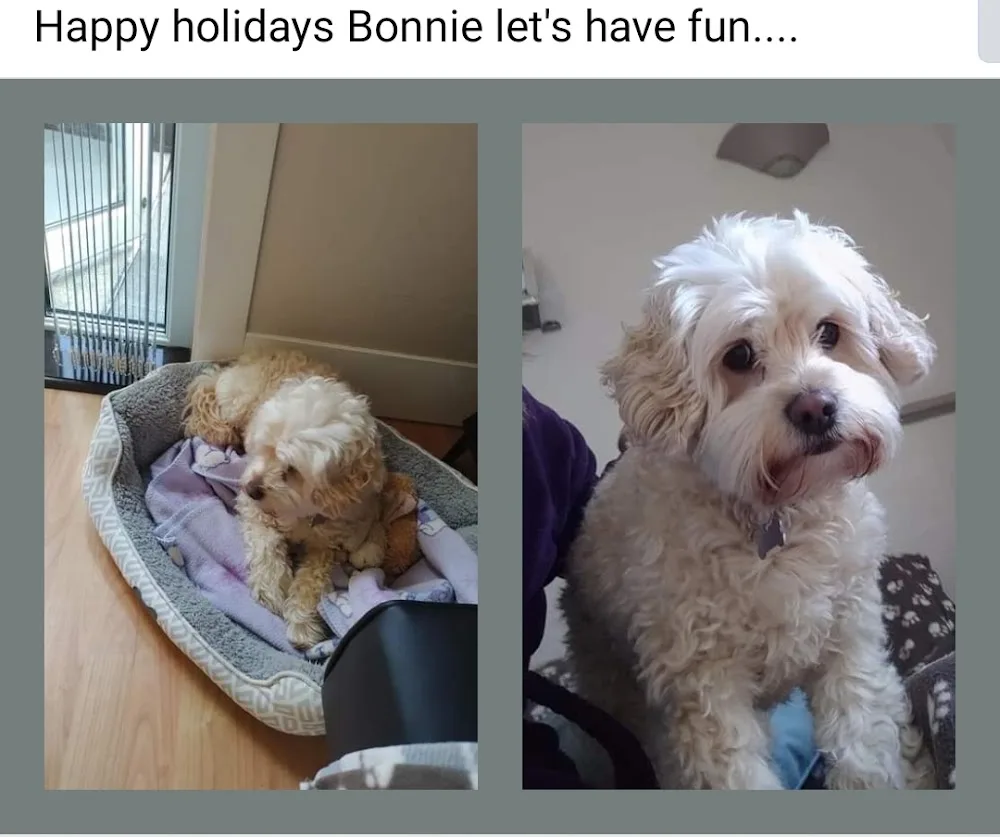 The Happy Wag - Portsmouth pet otel görseli 3