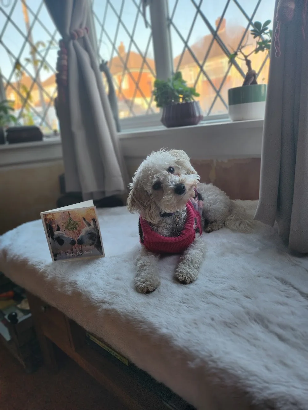 The Pawsome Hotel - Portsmouth pet otel görseli 3