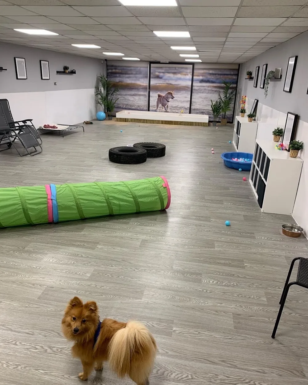 The Pukka Pooch Doggy Daycare, Grooming & Home Boarding - Portsmouth pet otel görseli 2