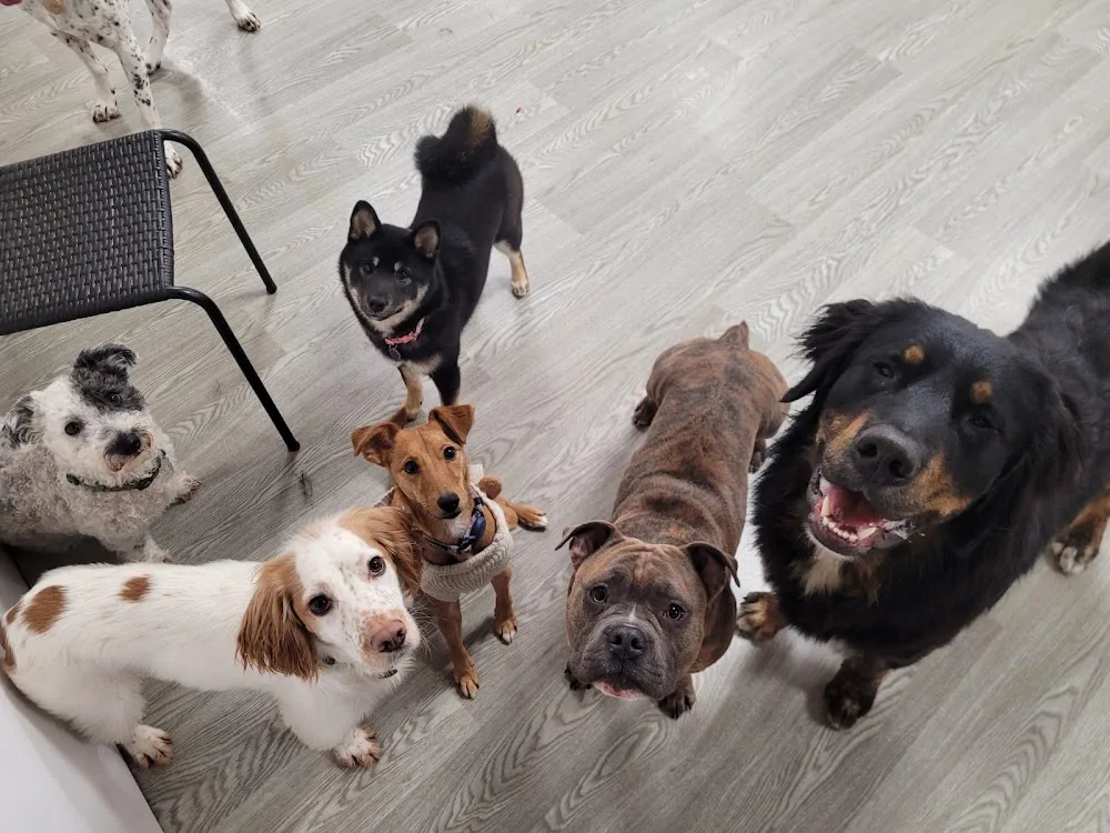 The Pukka Pooch Doggy Daycare, Grooming & Home Boarding - Portsmouth pet otel görseli 3