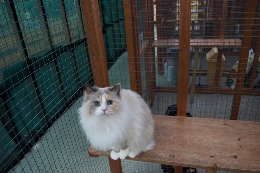 Aitkenhead Farm Cattery Ayrshire - South Ayrshire pet otel