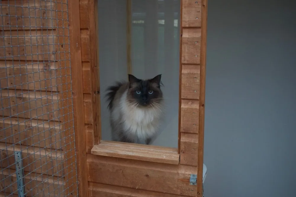 Aitkenhead Farm Cattery Ayrshire - South Ayrshire pet otel görseli 3
