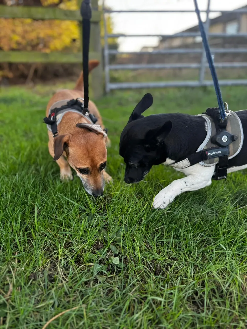 Ayr Dog and Cat Boarding - South Ayrshire pet otel
