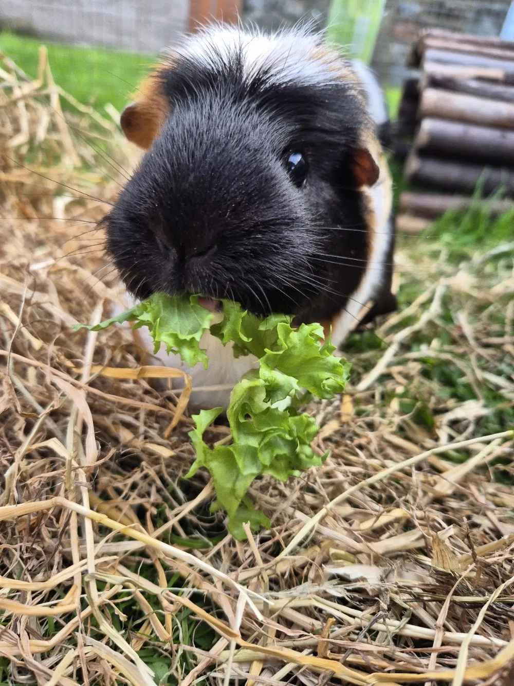 Ayr Guinea Pig Boarding - South Ayrshire pet otel