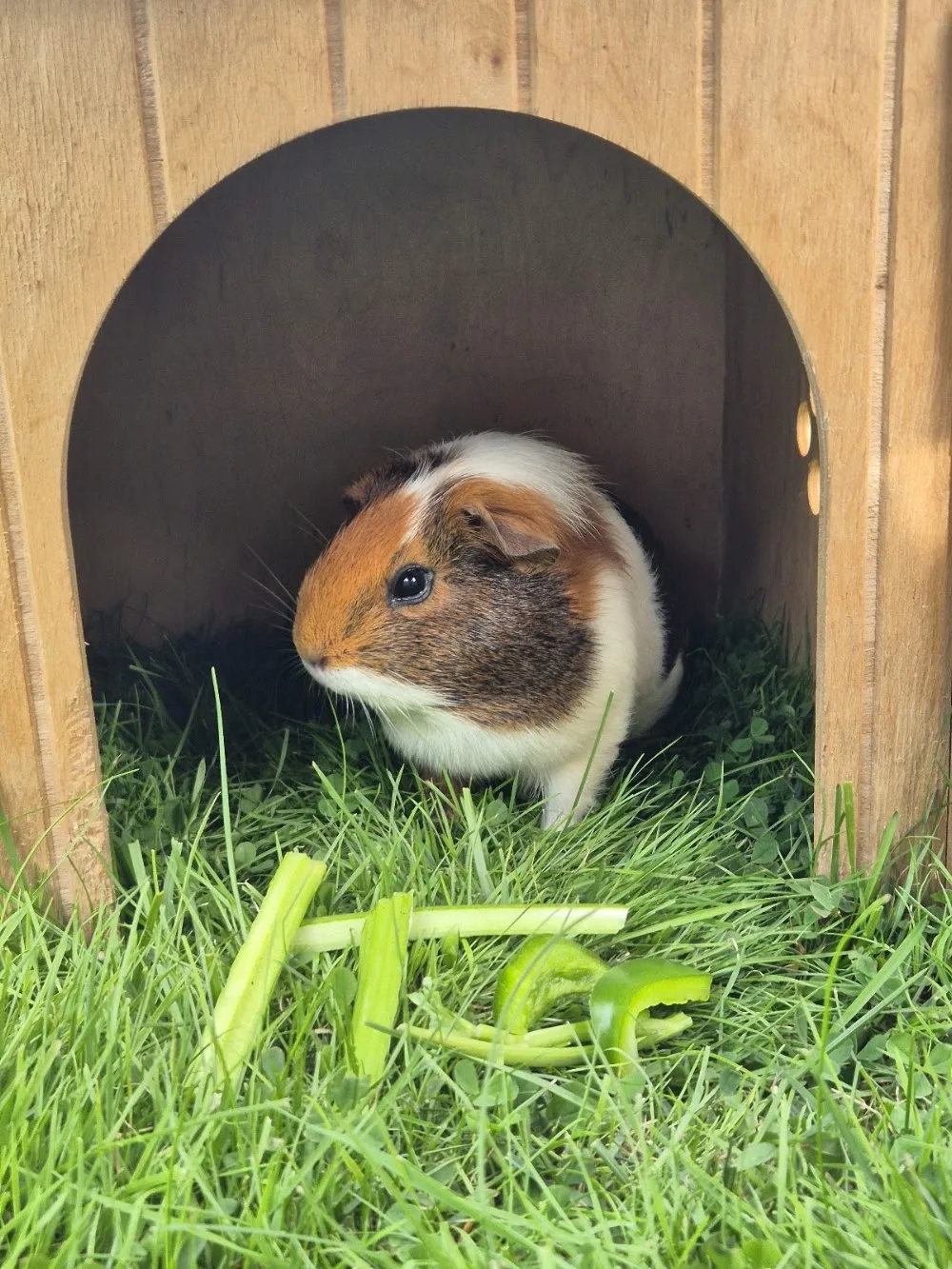 Ayr Guinea Pig Boarding - South Ayrshire pet otel görseli 3