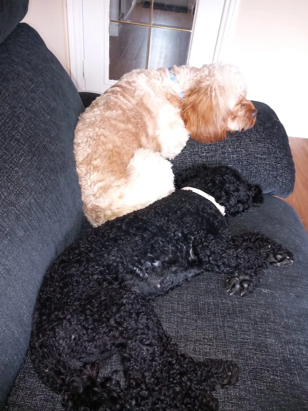 Ayrshire Pet Nanny - South Ayrshire pet otel görseli 3