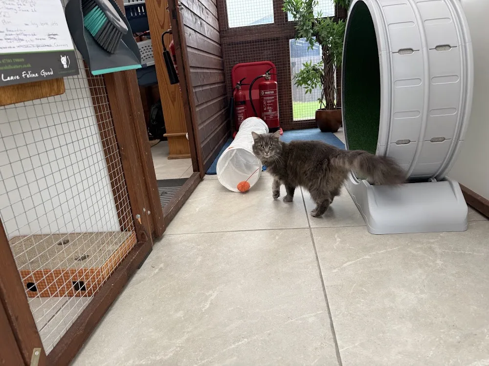 Barnhill Cattery - South Ayrshire pet otel görseli 3