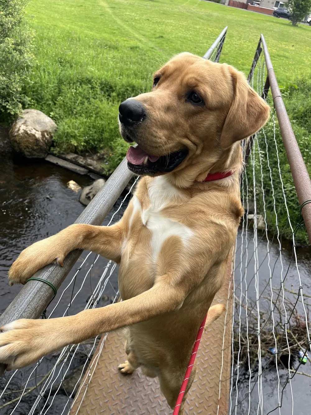 Blackbush Kennels - South Ayrshire pet otel