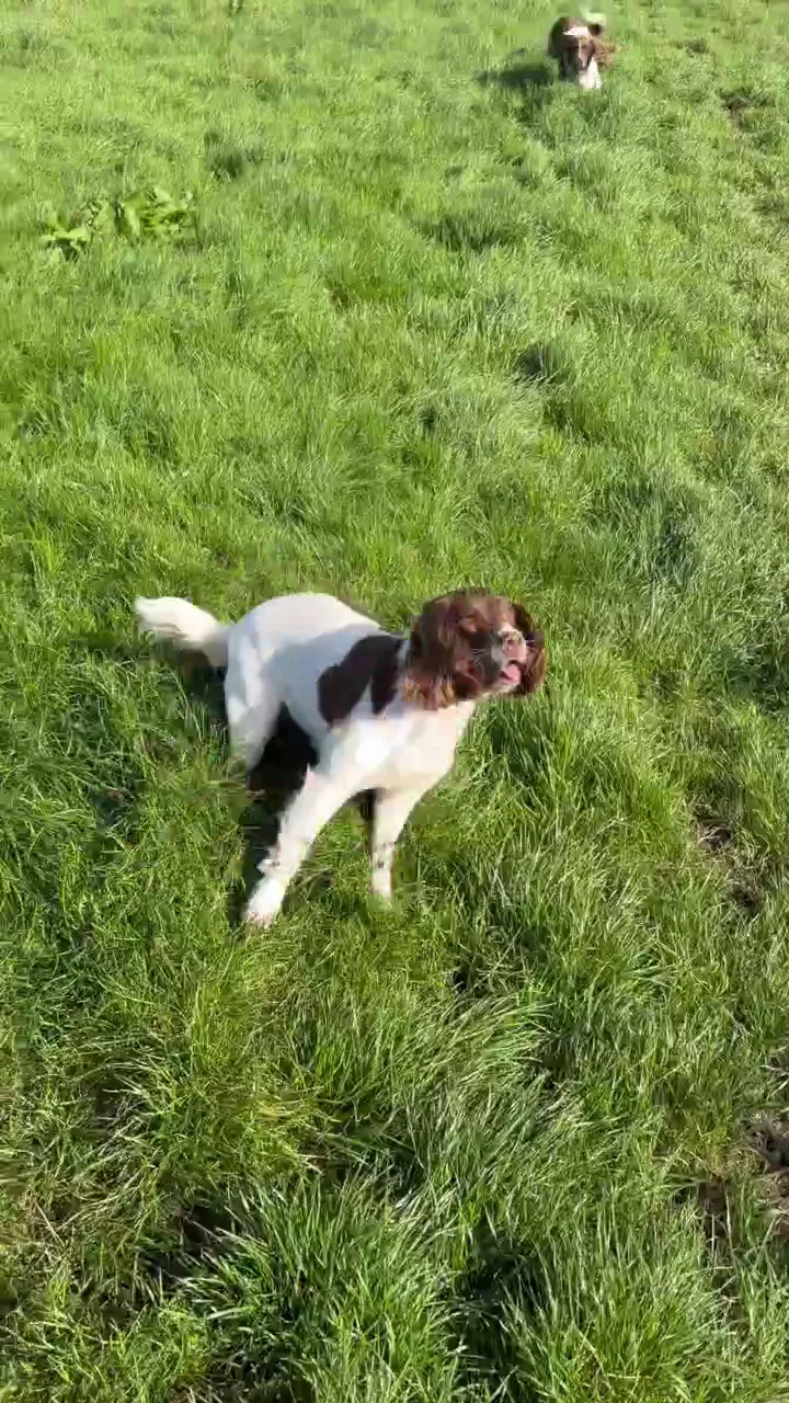 Eldrick Boarding Kennels - South Ayrshire pet otel