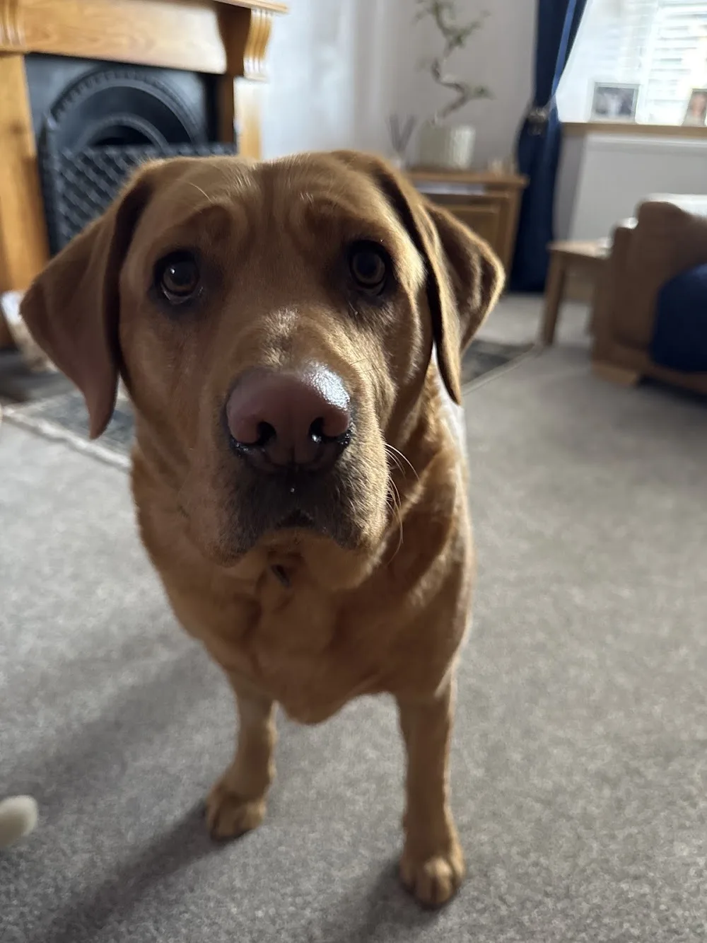 Eldrick Boarding Kennels - South Ayrshire pet otel görseli 3