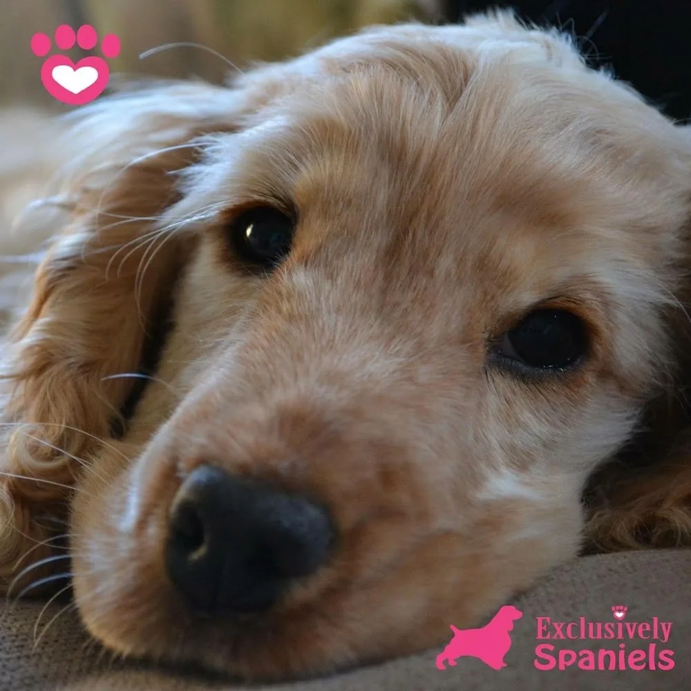 Exclusively Spaniels - South Ayrshire pet otel