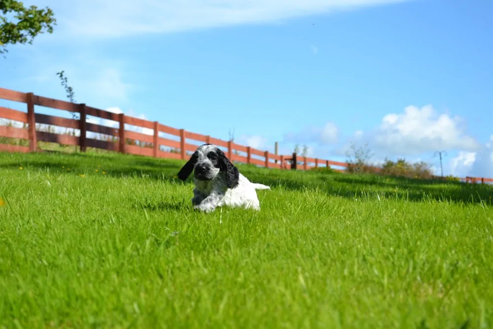 Exclusively Spaniels - South Ayrshire pet otel görseli 3