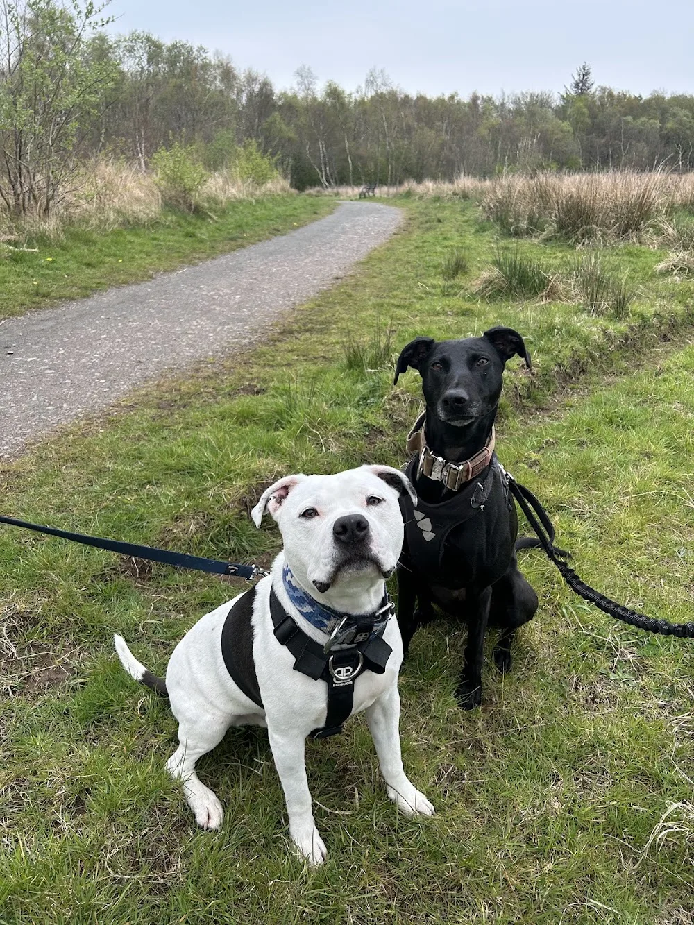 Furever Friends Pet Boarding - South Ayrshire pet otel