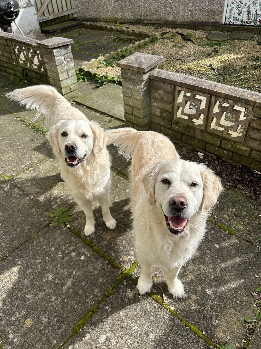 Furever Friends Pet Boarding - South Ayrshire pet otel görseli 3