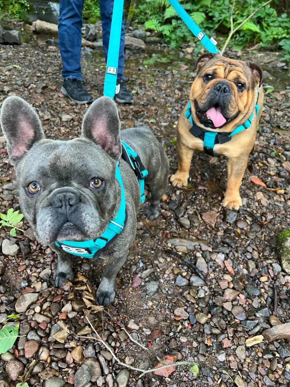Greenways Kennels & Cattery - South Ayrshire pet otel görseli 3