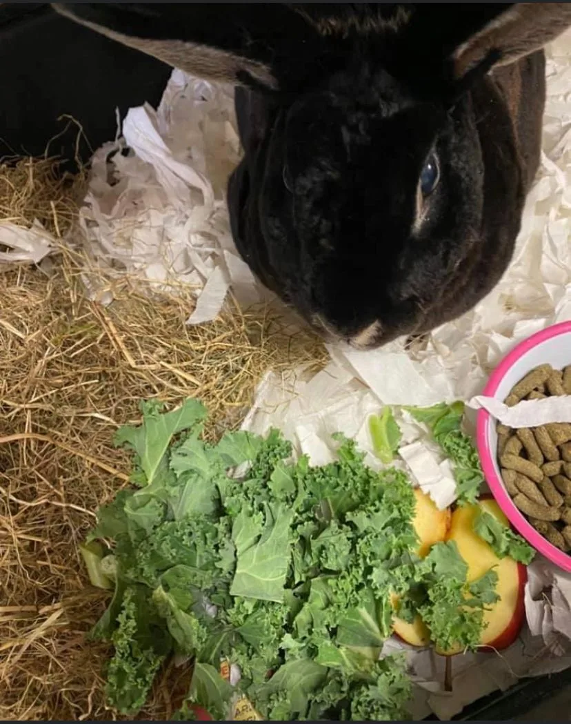 Holly Hops - South Ayrshire pet otel görseli 2