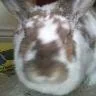 Holly Hops - South Ayrshire pet otel görseli 3
