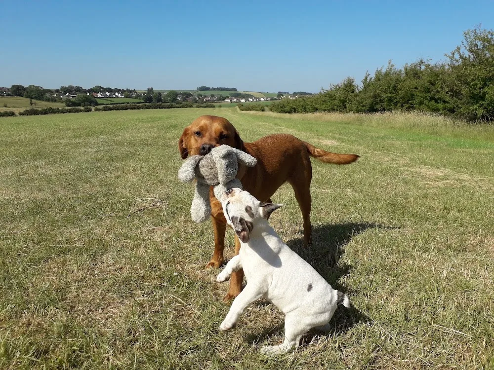 Lochends doggy day care - South Ayrshire pet otel