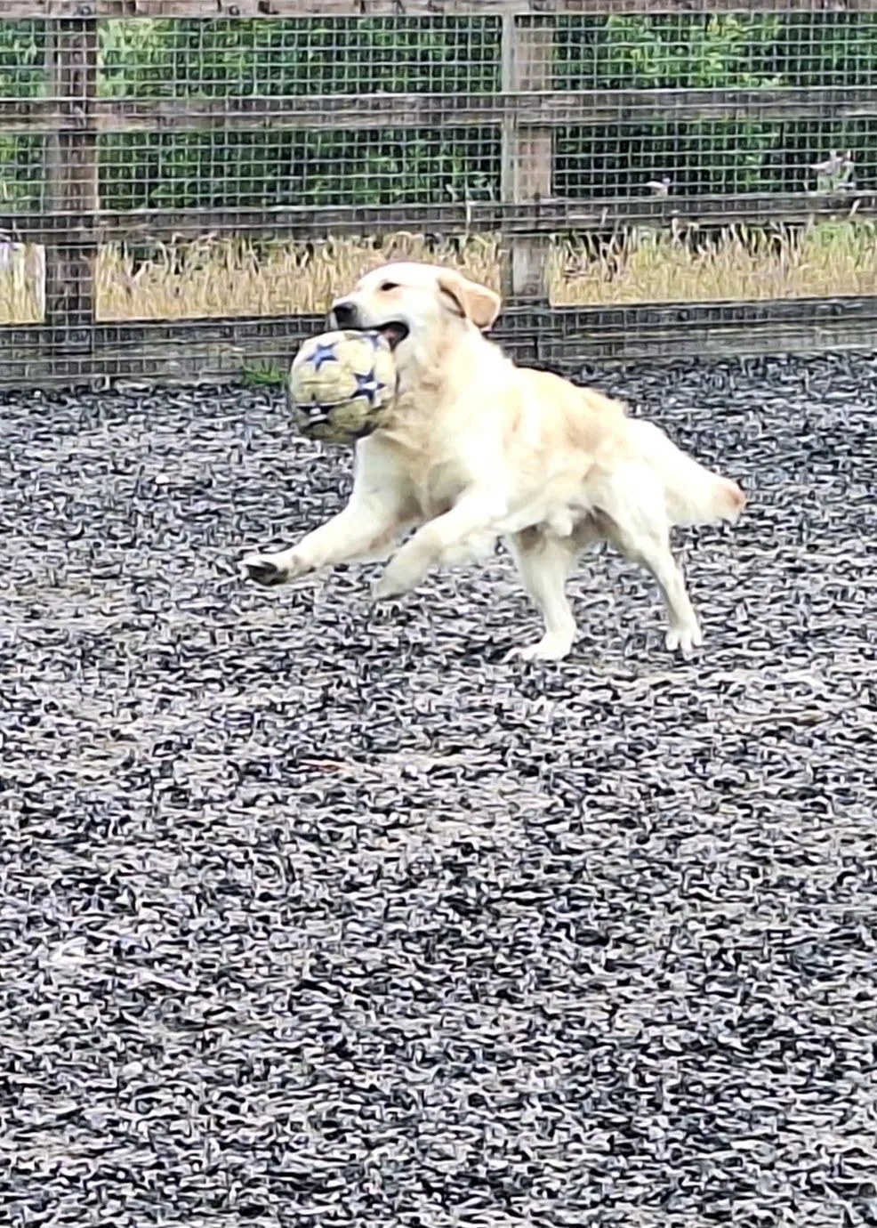 Lochends doggy day care - South Ayrshire pet otel görseli 3