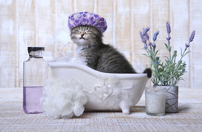 Meow Mews Cattery - South Ayrshire pet otel