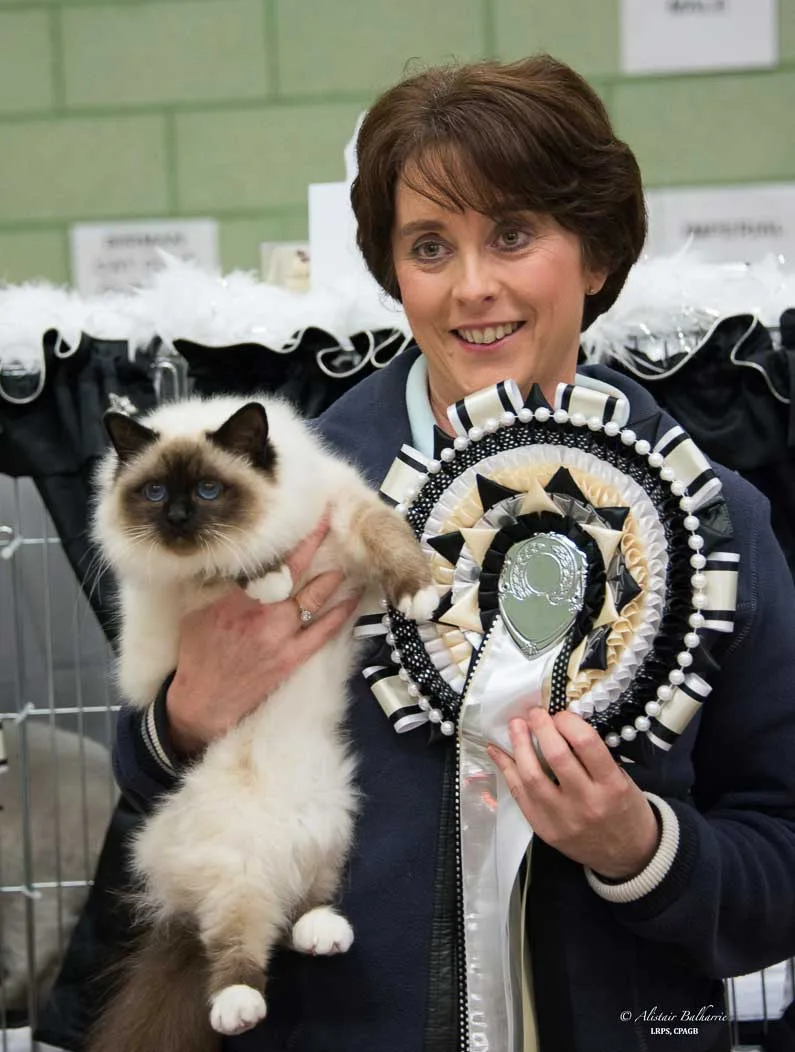 Meow Mews Cattery - South Ayrshire pet otel görseli 3